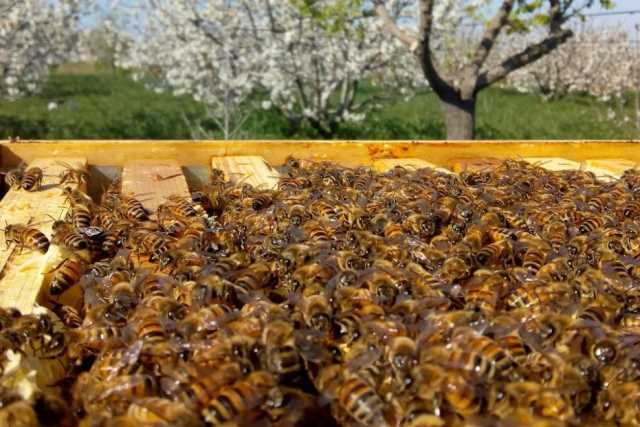 Il mondo dei 900 apicoltori pugliesi: �Un buon miele? Nasce dal rispetto per l'ambiente�